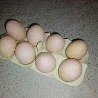 فروش تخم اردک