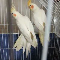 فروش ۲جفت عروس هلندی