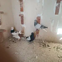 چند عدد کبوتر نر