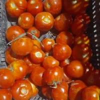گوجه بادمجان ۱۵۰۰۰|خوردنی و آشامیدنی|مشهد, امیر|دیوار
