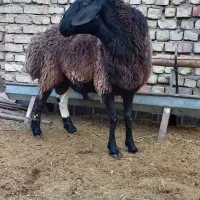 قوچ ۲سال افغانی