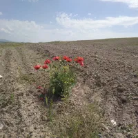 زمین دیم معدن ماسه