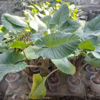 گل بابا آدم گلدان ده|عمده‌فروشی|شیرگاه, |دیوار