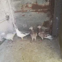 کبوتر