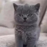 گربه دو ماهه اسکاتیش سالم با کارت سلامت