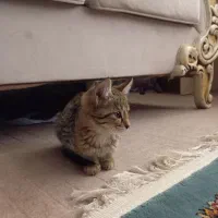 واگذاری گربه خانگی|گربه|بوکان, |دیوار