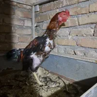 خروس لاری وتعدادی قفس دوطبقه مخصوص لاری