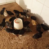 جوجه یک ماهه فروشی