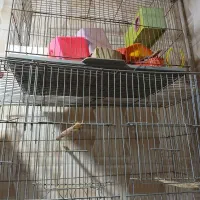 دوعددقفس سالم تمیز آدرست کوت عبدالله کوت نواصر