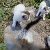 بچه گربه DSH|گربه|لشت نشا, |دیوار