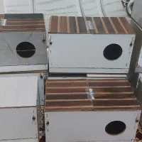 لانه عروس هلندی