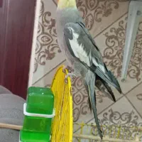 عروس هلندی نر و ماده|پرنده|اندیشه, اندیشه فاز ۱|دیوار