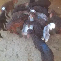 گوسفند میش بره