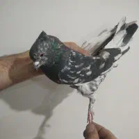 کفتر  پرشی