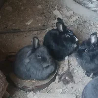 هفت عدد خرگوش همگی ماده