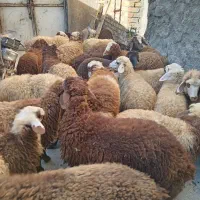 کاور نر وماده داشتی|حیوانات مزرعه|کلیائی, |دیوار