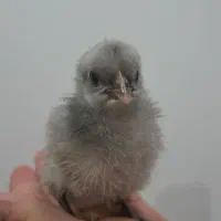 جوجه سلطان و جوجه محلی