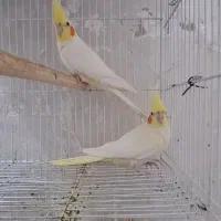 طوطی ملنگو مولد طوسی ، جوجه گرینچیک و عروس|پرنده|بیرجند, |دیوار