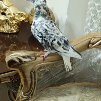 کبوتر پرشی ضمانتی