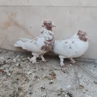 کبوتر ماهرو