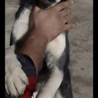 سگ هاسکی
