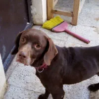 سگ آلمانی پوینتر