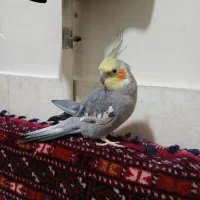 عروس هلندی نر ( سینامون )|پرنده|تهران, خواجه نصیر طوسی|دیوار