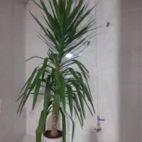 گل و گیاه