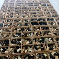 پخش جوجه یک روزه عمده+مشاوره رایگان پروش