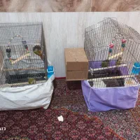 دو‌ جفت گرینجیک با وسایل