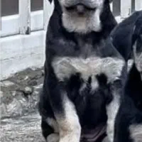 سگ نگهبان|سگ|مشهد, جانباز|دیوار