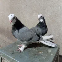 کبوتر جوجه پرشی