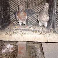 کفتر کلیی|پرنده|کهنوج, |دیوار