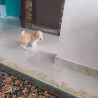 توله نر۴ ماهه