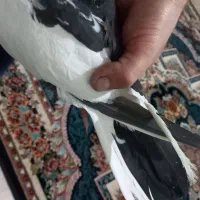 یه ماده پرشی|پرنده|ساوه, |دیوار