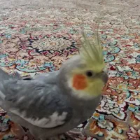 عروس هلندی نر