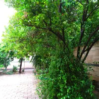 سیم کارت خشک و رند