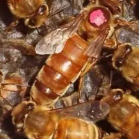 کندو زنبور عسل