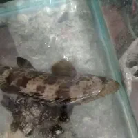 ماهی فروشی|ماهی|میناب, |دیوار