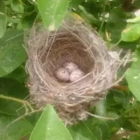 قناری کلام دار