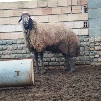 قوچ|حیوانات مزرعه|گمیشان, |دیوار