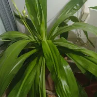 فروش گل|گل و گیاه طبیعی|لنجان, |دیوار