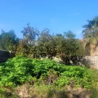 زمین کوهپایه نمک آبرود از متری ۵۰ تومان موجود است