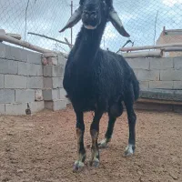 بره قوچی