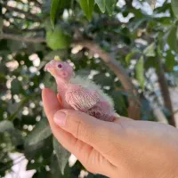 جوجه سرلاکی عروس هلندی لوتینو ۱روزه تا ۱۵ روزه