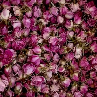 غنچه گل محمدی معطر