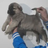 یه جفت توله سرابی نرو ماده|سگ|تهران, امام زاده عبدالله|دیوار