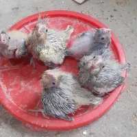 جوجه عروس هلندی اماده سرلاکی شدن