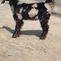 یک عدد کهره نر چاق
