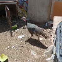 بوقلمون ماده تخم گذار و تخم مرغ گلین نطفه دار